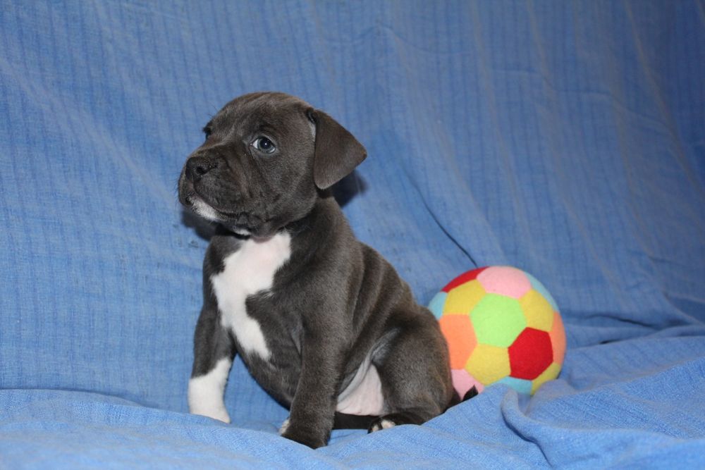 Staffordshire Bull terrier stafik staffik