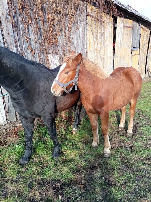 Sprzedam klacz cztero letnia że źrebakiem