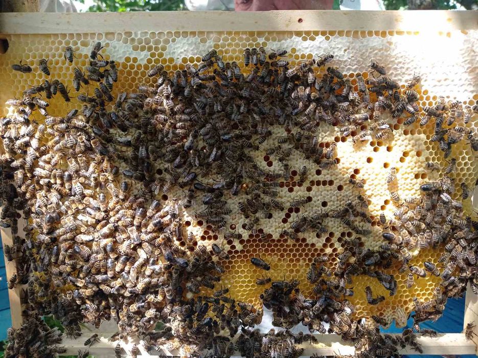 Матриця для виготовлення вощини Дадан