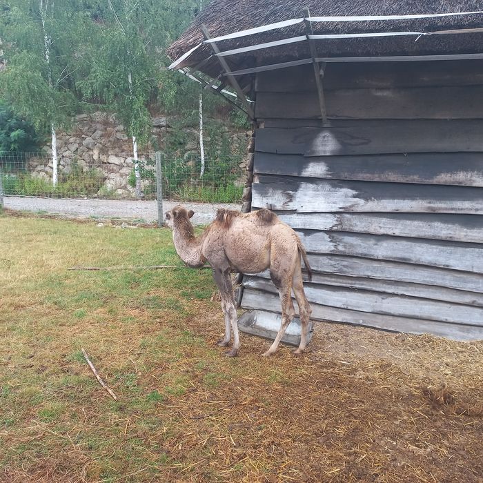 Sprzedam samice wielbłąda dwugarbnego