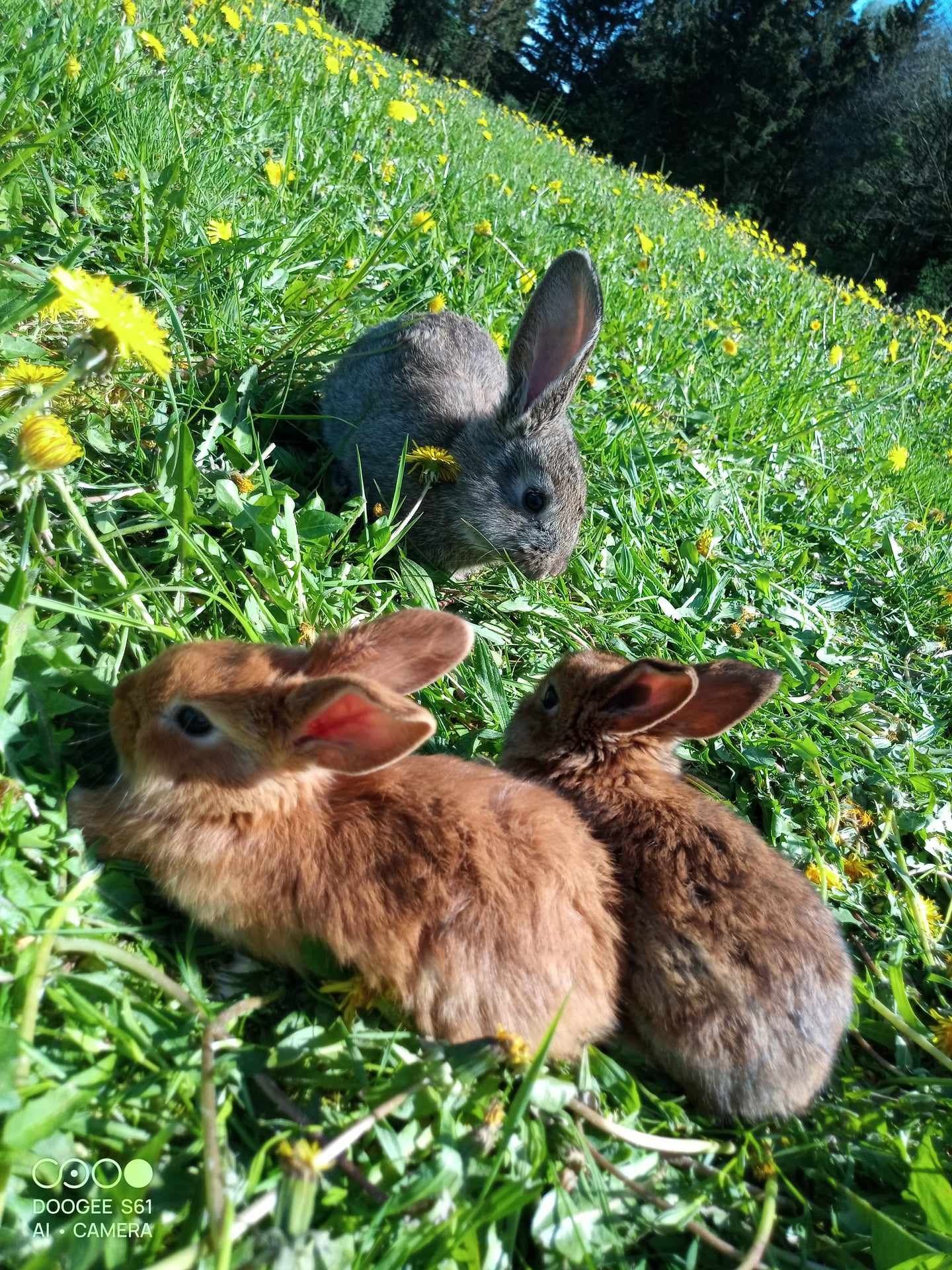 Małe króliki nowozelandzkie