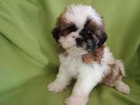 Piesek Shih Tzu tricolor chłopiec