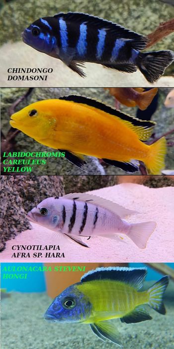 Pyszczaki jezioro Malawi , Hodowla Pyszczaków Toruń