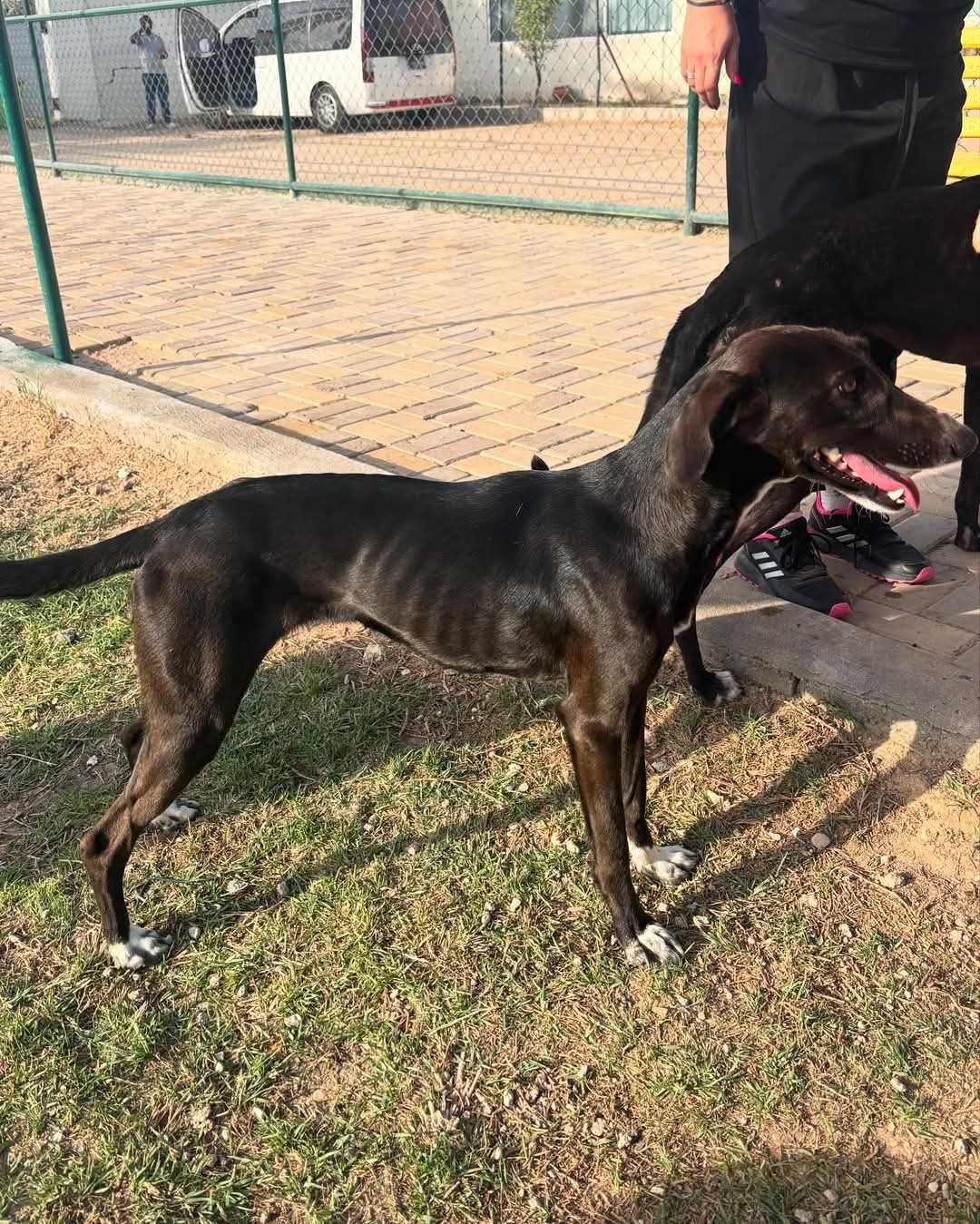 Hana, młoda miniatura charta perskiego saluki