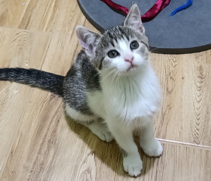 Kotki rodzeństwo szuka domu