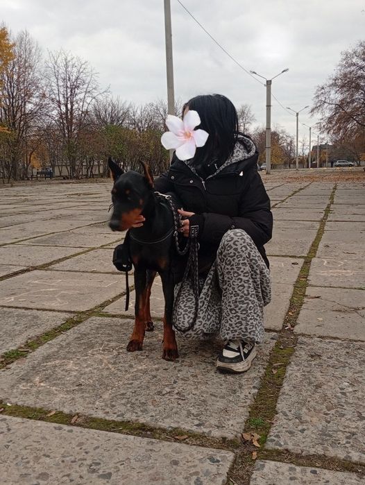 Доберма, підліток