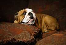Buldog Angielski suka hodowlana(FCI)