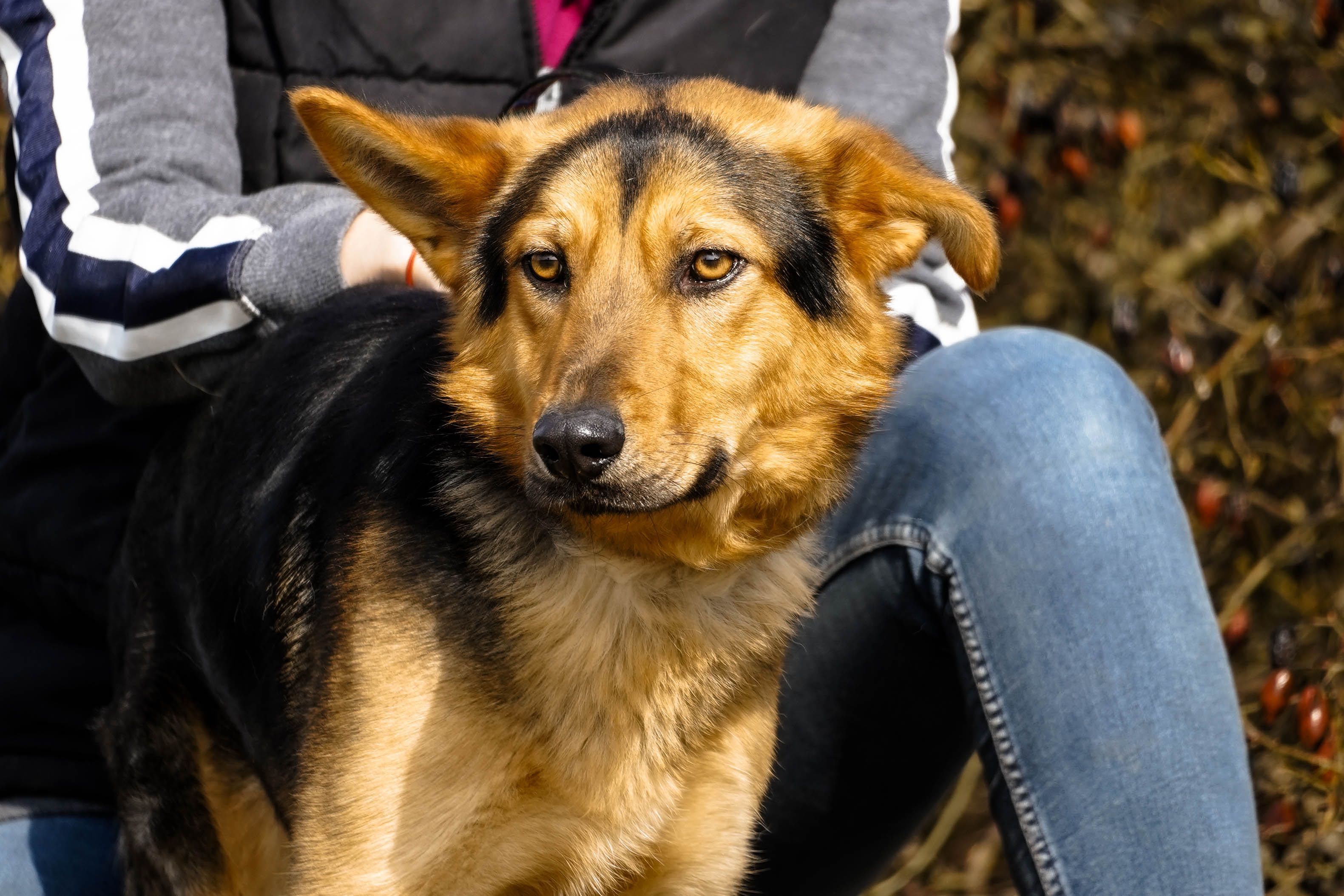 Bark młody super psiak czeka na dom