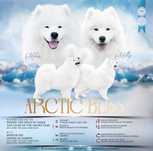 Samoyed ZKwP/ FCI