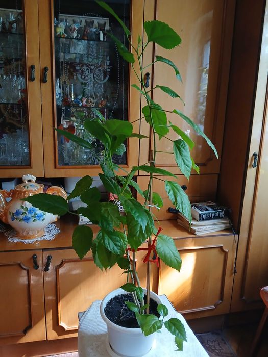 Китайська троянда гібіскус доросла квітка