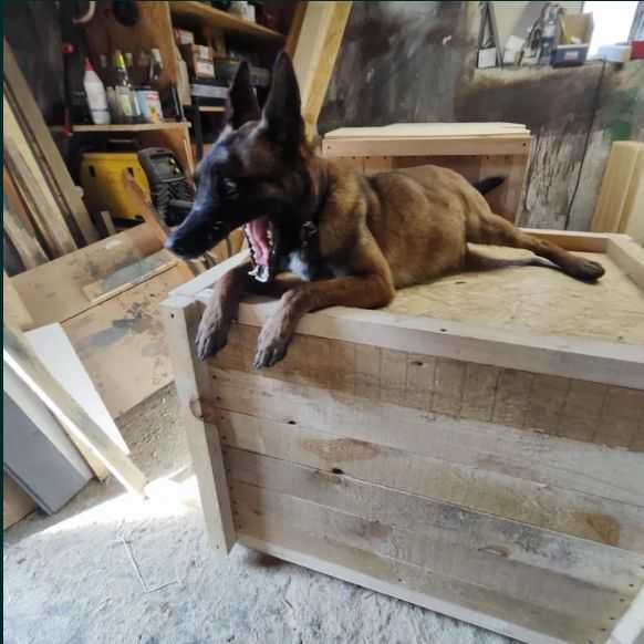 Owczarek Belgijski Malinois piękny piesek