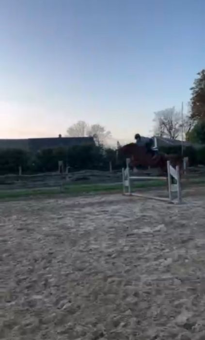 Wysoki 12letni walach sprzedaz