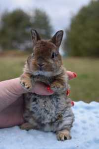 Karzełki Rex / Miniaturka / Mini rex