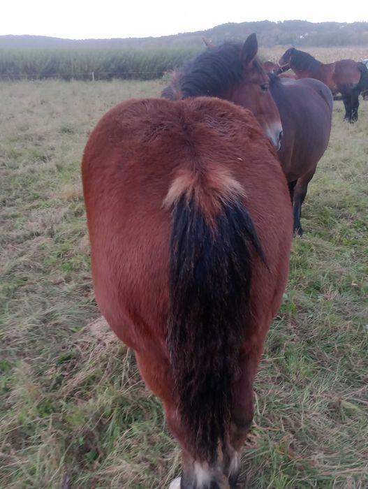 Klacz, źrebica,klaczka zimnokrwista,