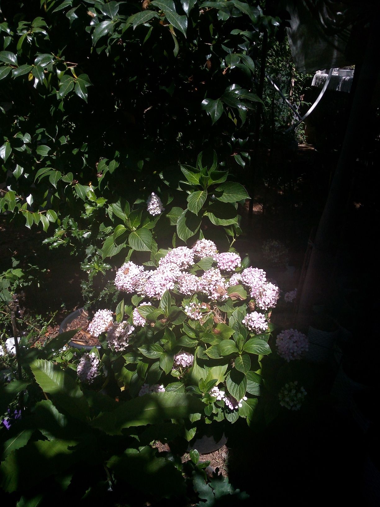 Plantas para jardim