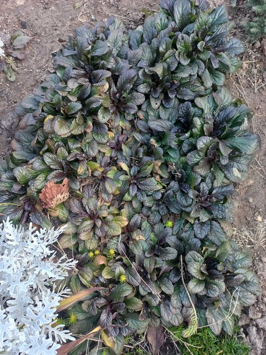 Живучка зелено-коричнева, фіолетова та варієгатна