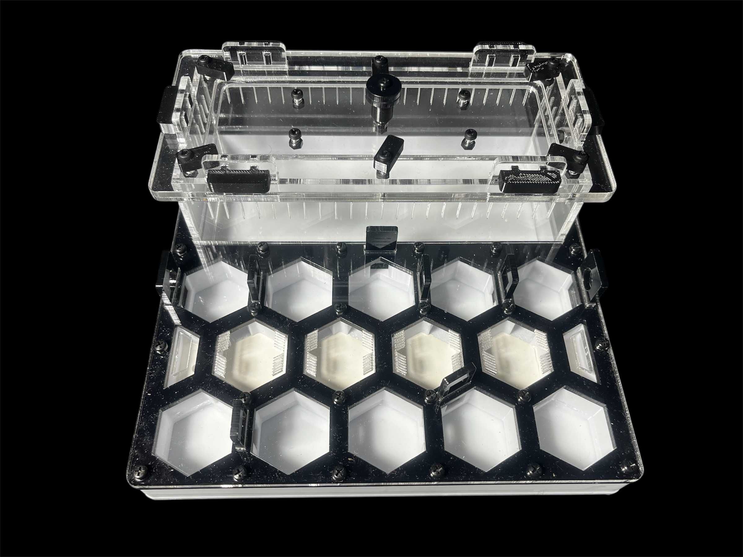 Формікарій 'Соти' 20×20см – Camponotus, Messor | 1000 грн