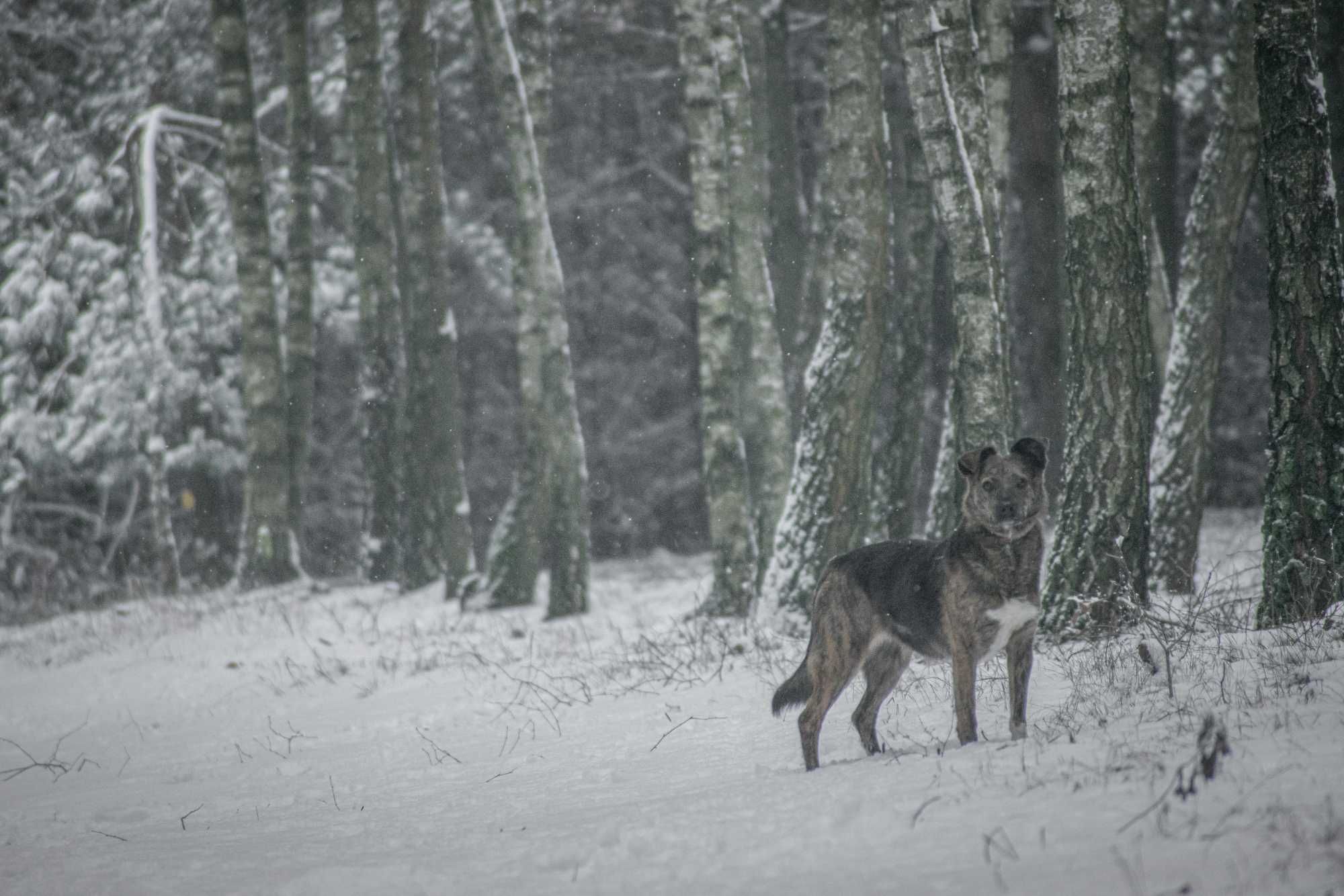Munia - piękna pręgowana suczka