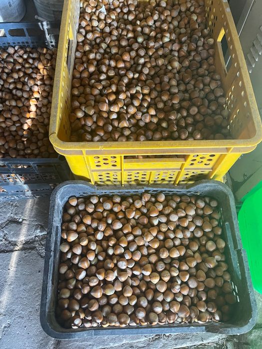 Orzech laskowy duży