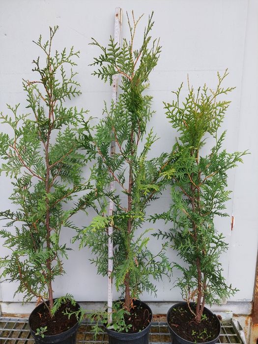 Tuja brabant 80-105 cm doniczka 2l Promocjaa