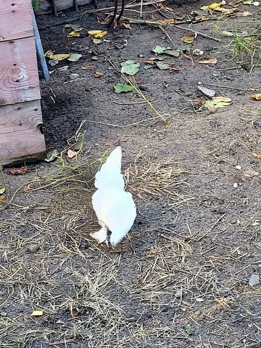 Kury ozdobne sprzedam.