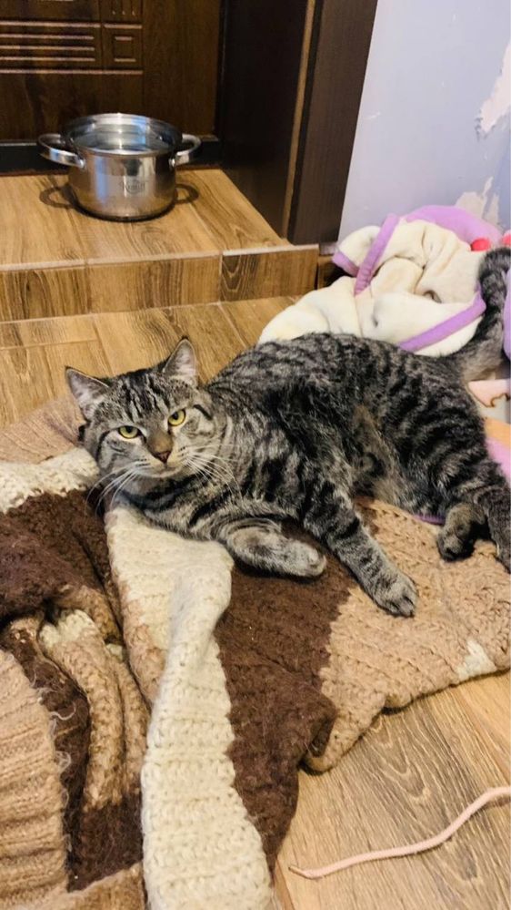 Котик шукає дім. дуже ласкавий