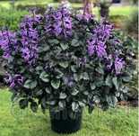 Plektrantus Mona Lavender roślina doniczkowa/balkonowa