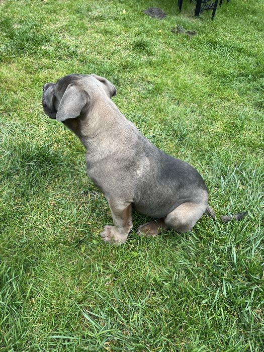 Piesek rasy Cane Corso