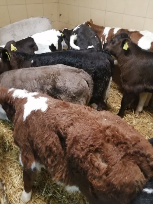 Jałówki i byczki CIECHANOWIEC polskie