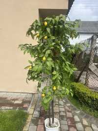 декоративне/штучне дерево лимона