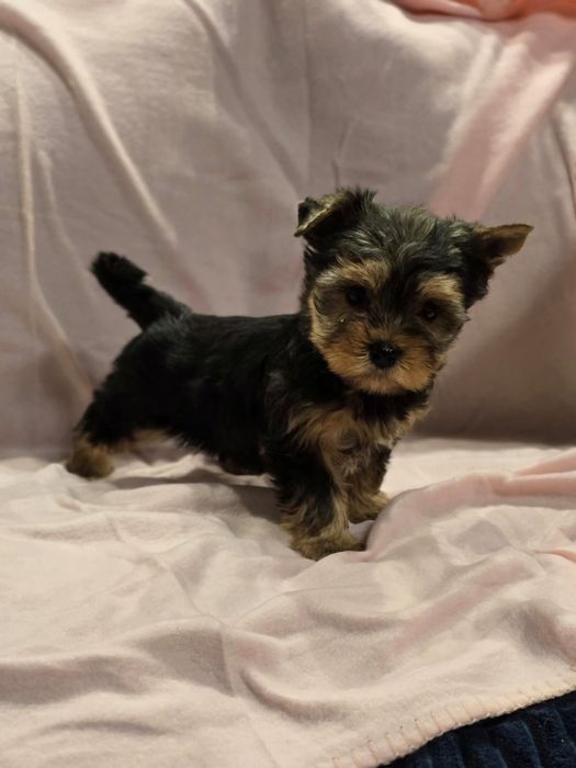 Suczka mini Yorkshire terrier