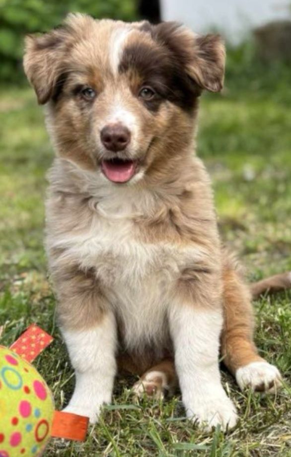 Rezerwacja Blue merle Miniaturowy Owczarek Amerykański