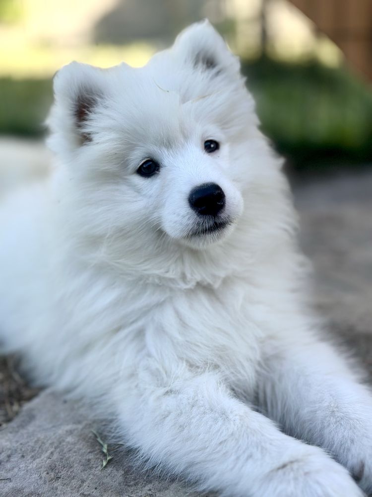 Suczka Samoyed - już do odbioru !
