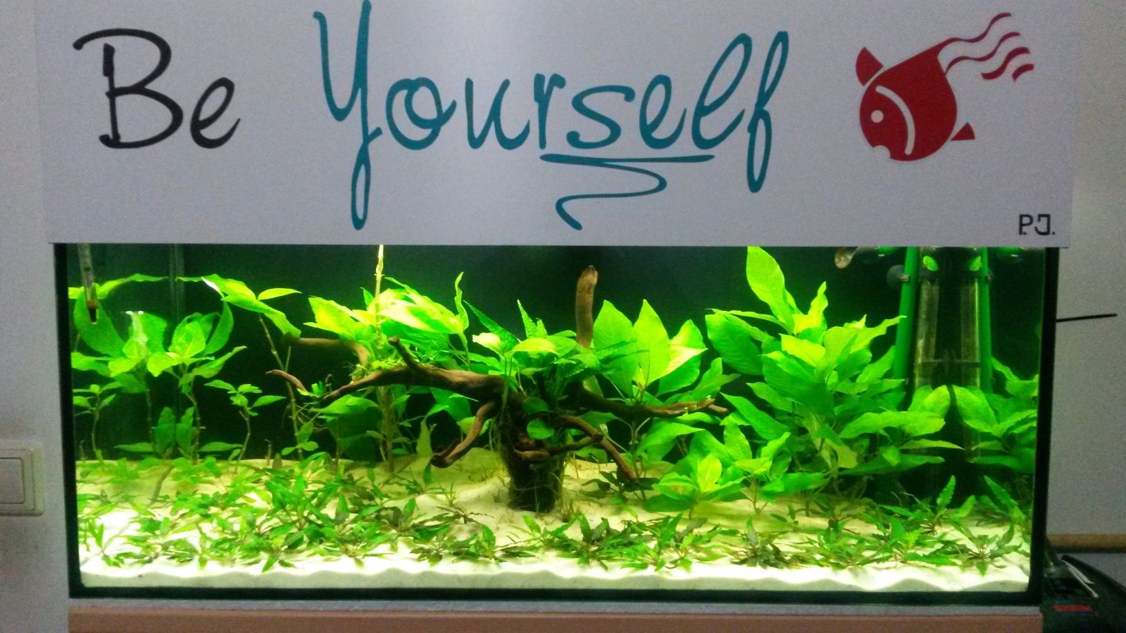 Planta aquário crescimento fácil