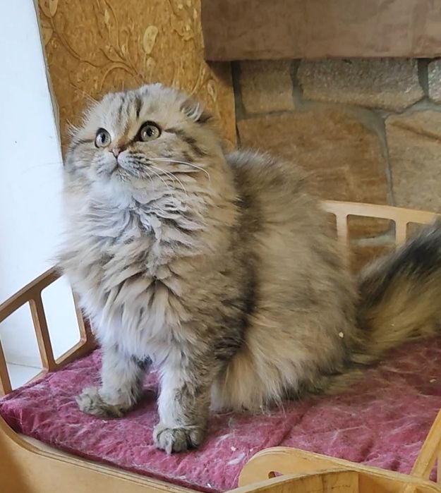 Мальчик Шейх золотой шиншилла фолд