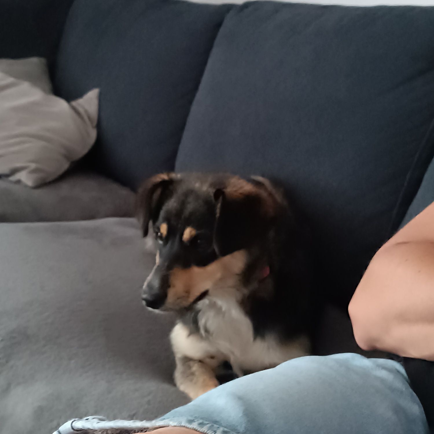 Tosia, młodziutka, śliczna sunia do adopcji