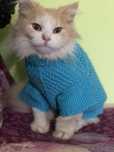 Отдам бесплатно котика 9 месцев Сахарок