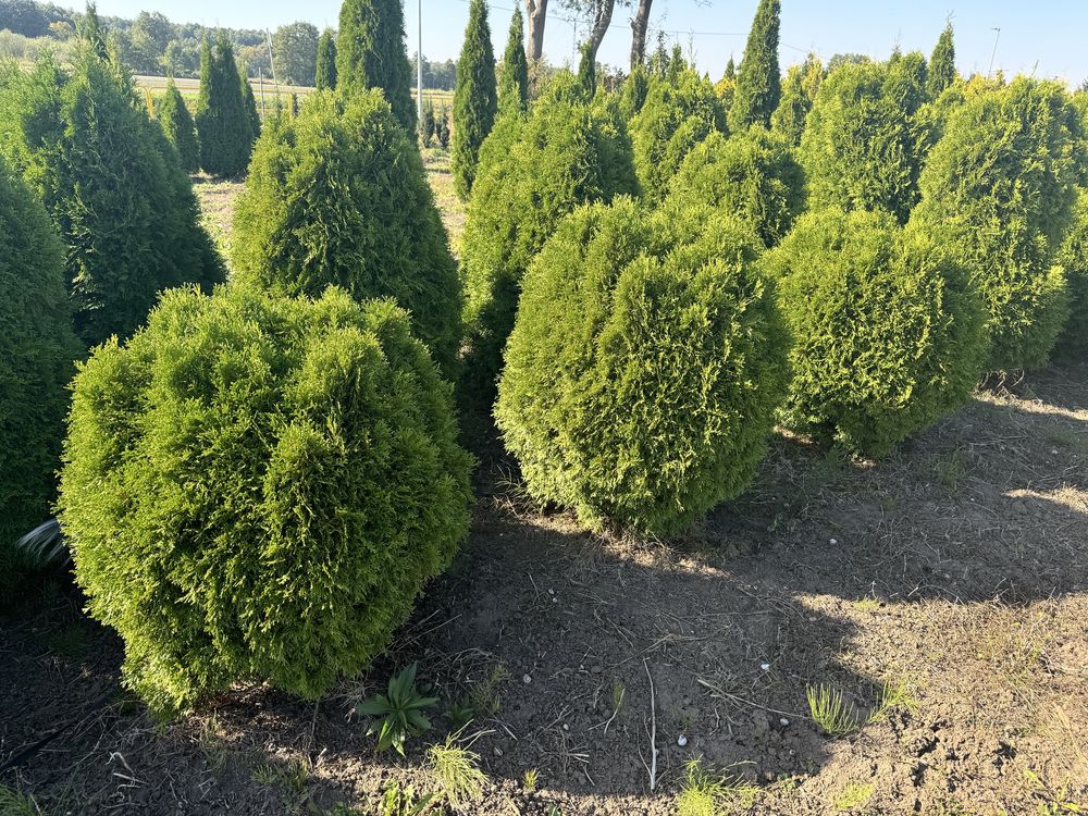 Tuja szmaragd, kule