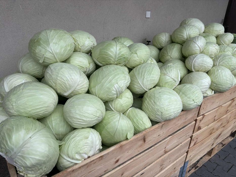 Kapusta głowiasta biała agresor, ambrozja