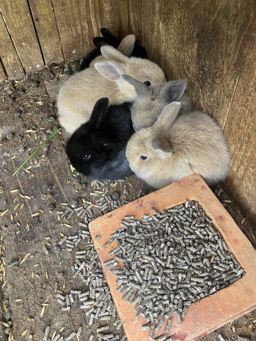 Продам кроличку та кроленята породи  Баран