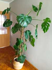 Monstera b.duża odbiór osobisty