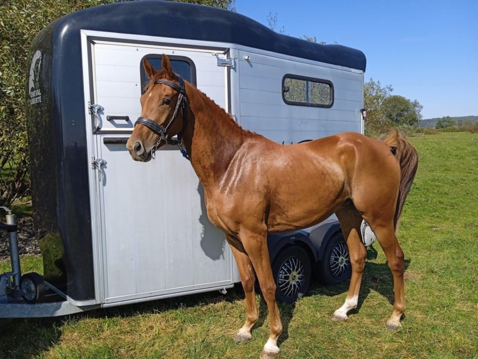 Sprzedam wałacha małopolskiego