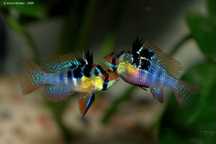 Ramirezi german blue 3/4cm