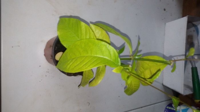 Planta da Guiné faz bem ao espírito