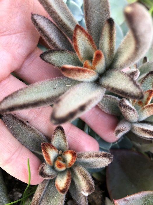 Suculentas - plantas vivas