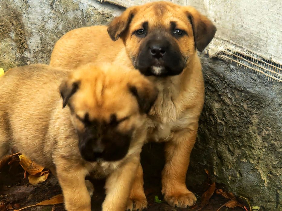 Хлопчик кане корсо.  Майже 2міс. Яскравий!