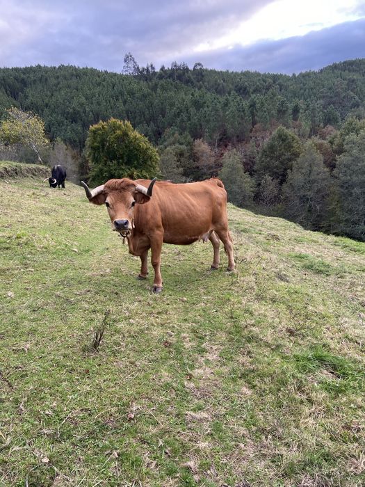 Vendo vaca arouquesa mansa