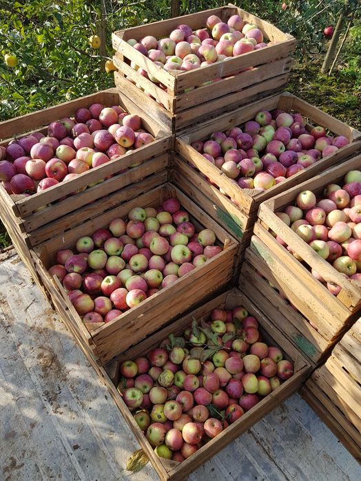 Świeże jabłka deserowe i gruszki prosto z sadu – Golden, Florina