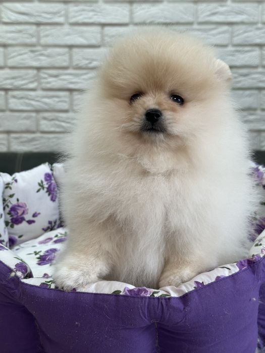 Кремовый шикардосик. Девочка померанского шпица.