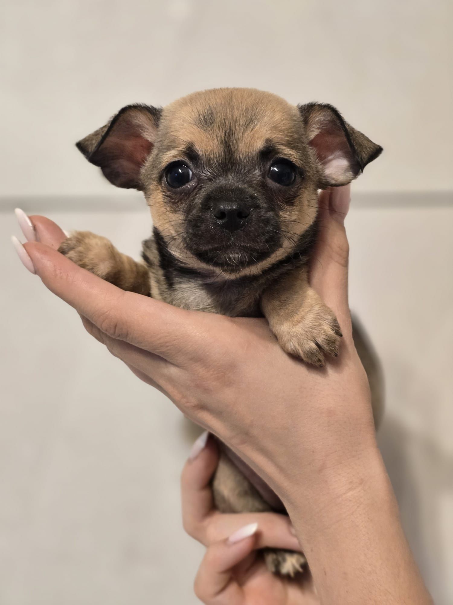 CHIHUAHUA suczka szczenię metryka pieski